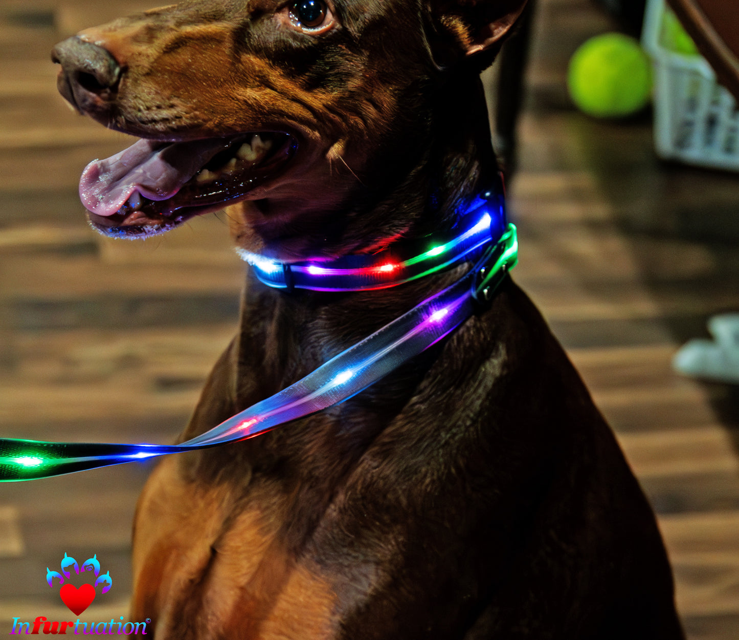 Infurtation's Night Safety Leash and Collar set